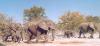 09 - Namibia Animali.jpg
